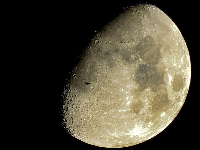 Owl Flies In Front of the Moon