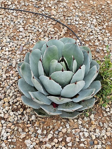 17710086664497521591900824443634