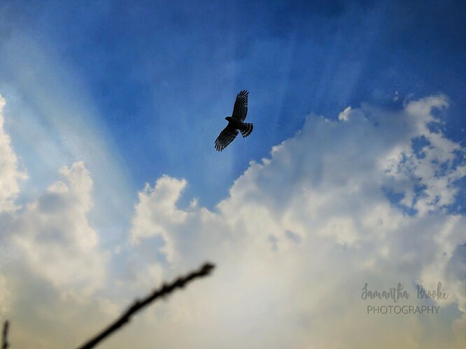 Hawk in the Sky